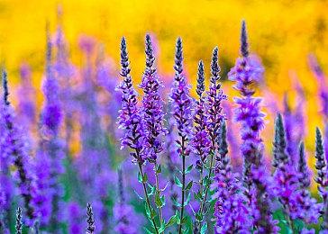 全球100多个国家地区最受欢迎的游戏机是PS5